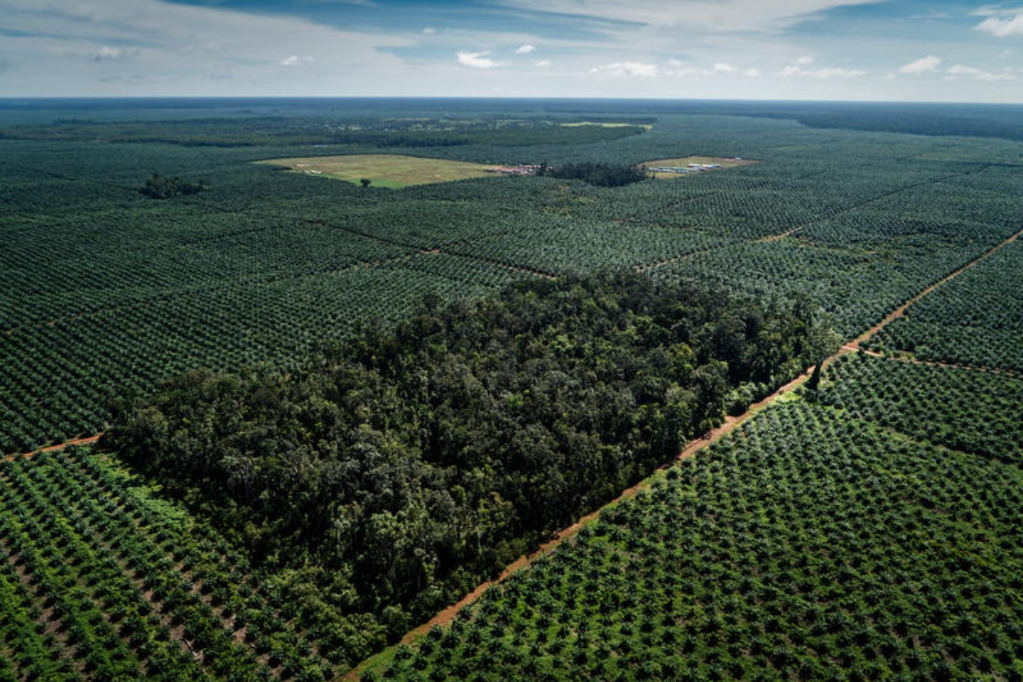 palm oil plantation and deforestation