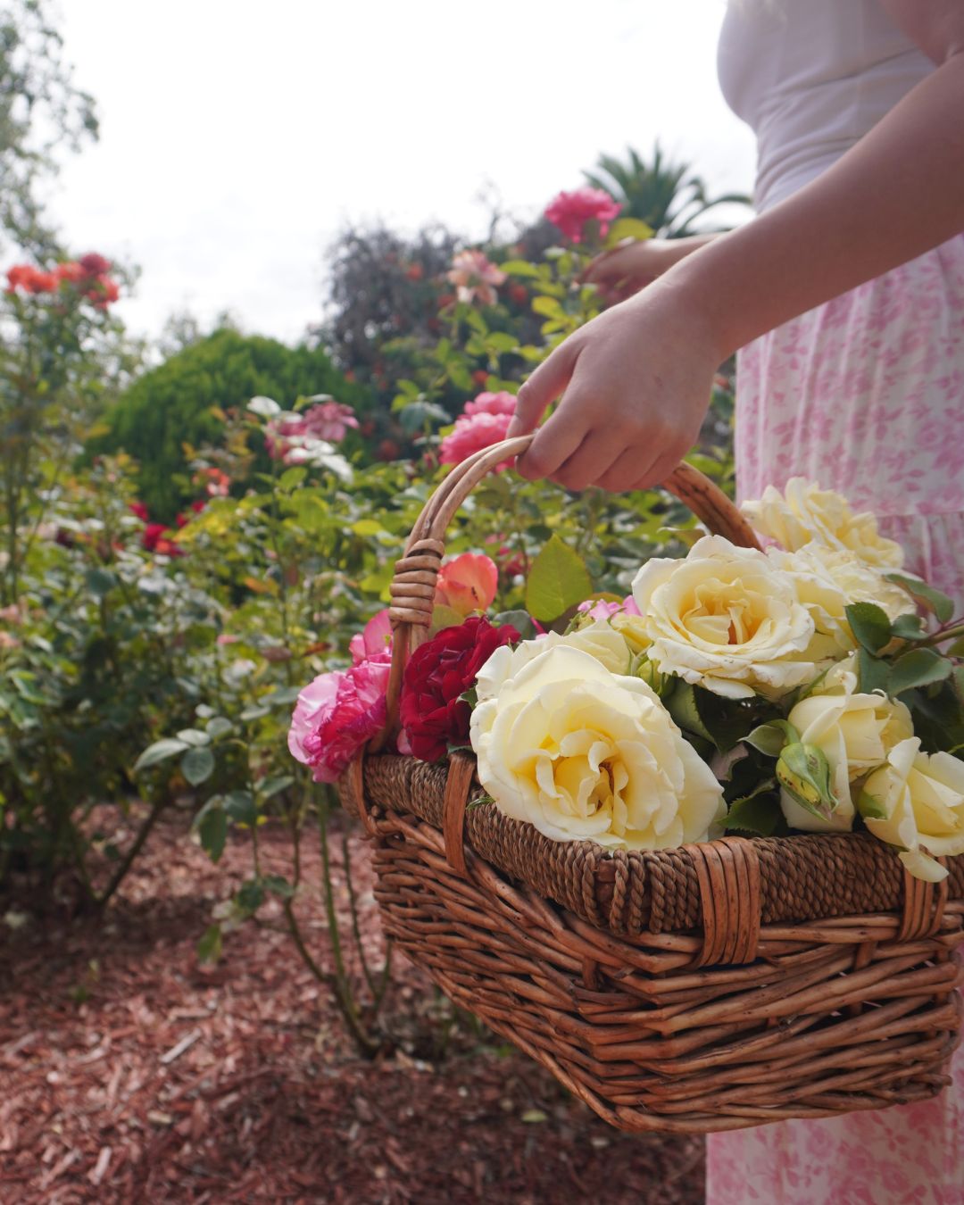 Something is Reblooming...