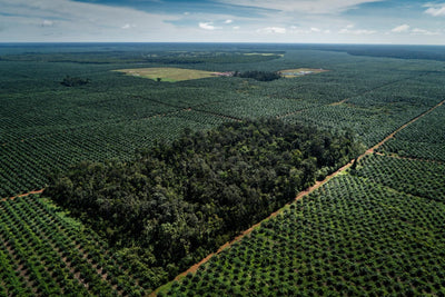 We've ditched palm oil for good, and here's why!
