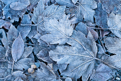 winter warmers...