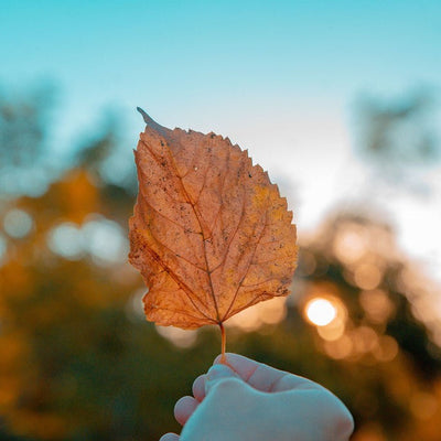 Cozy Autumn Must-Haves: Dindi Naturals Staff Share Their Favs!