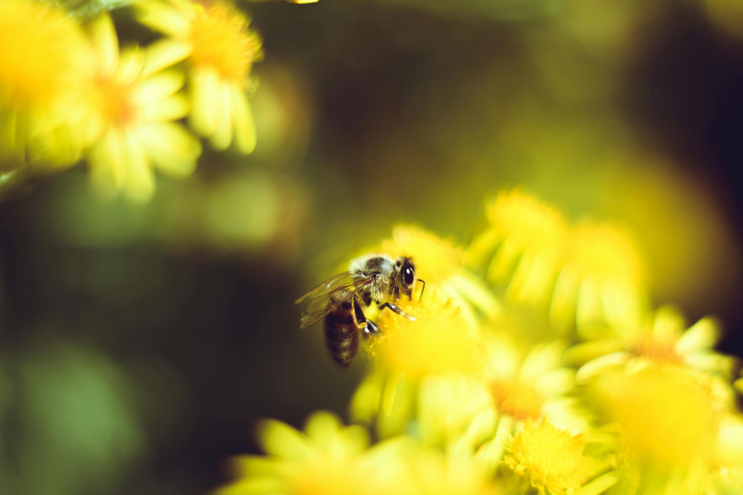 Why Jelly Bush Honey Is the Skincare Secret You Didn’t Know You Needed